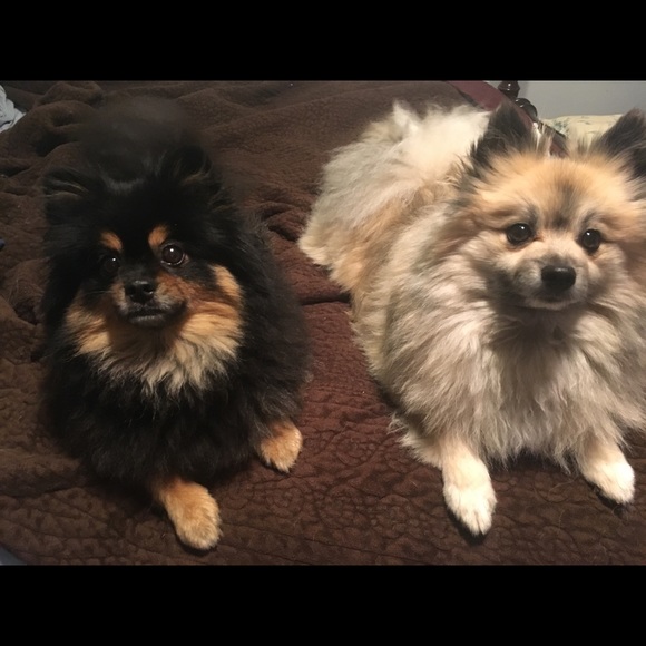 Meet your Posher, Vivian - Picture 2 of 4